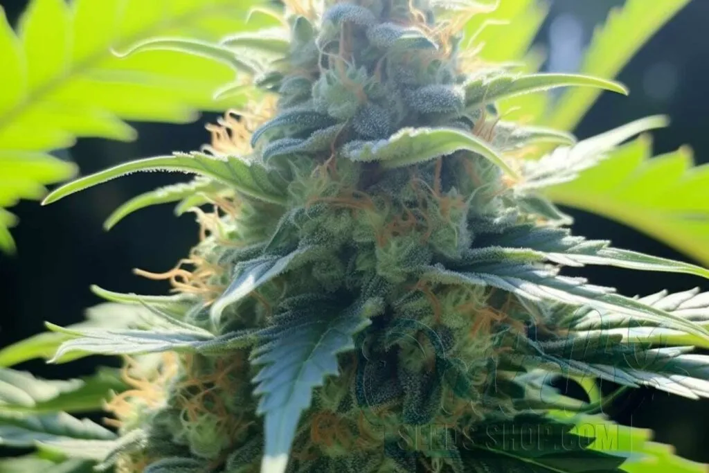 Flowering Time and Yield of Afghan Seeds