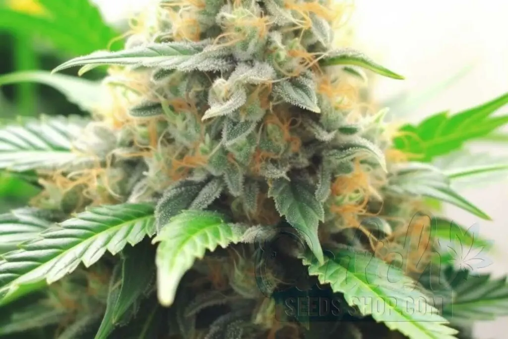 Flowering Time and Yield of Amnesia Haze Seeds