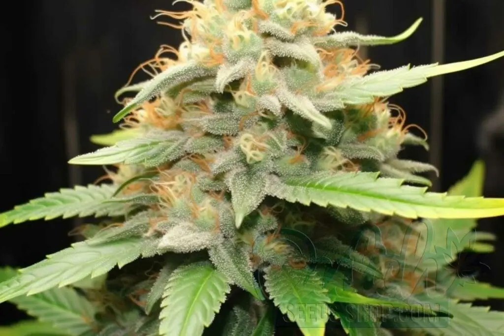 Flowering Time and Yield of Amnesia Seeds