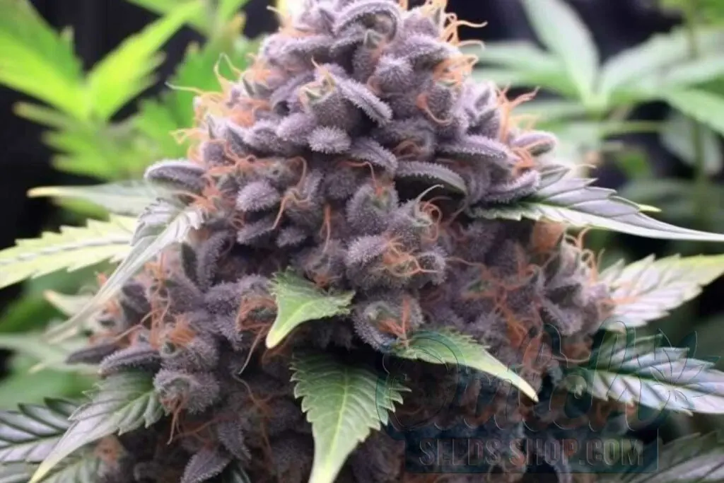 Flowering Time and Yield of Animal Cookies Seeds