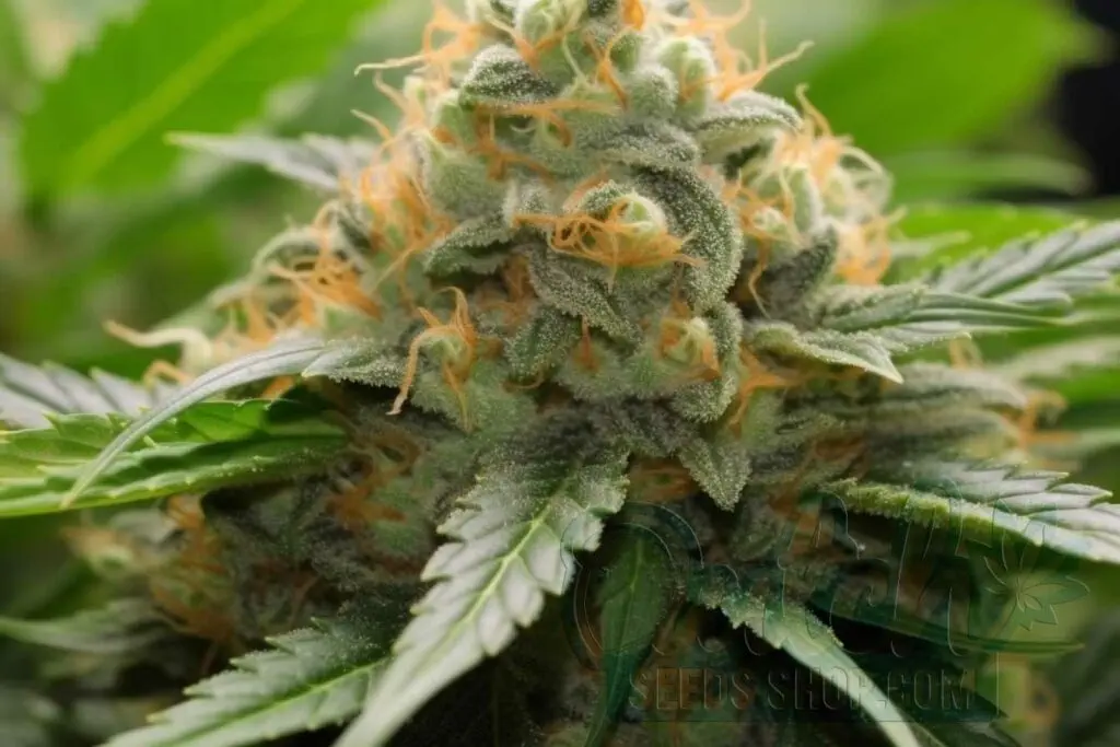 Flowering Time and Yield of BC Big Bud Seeds