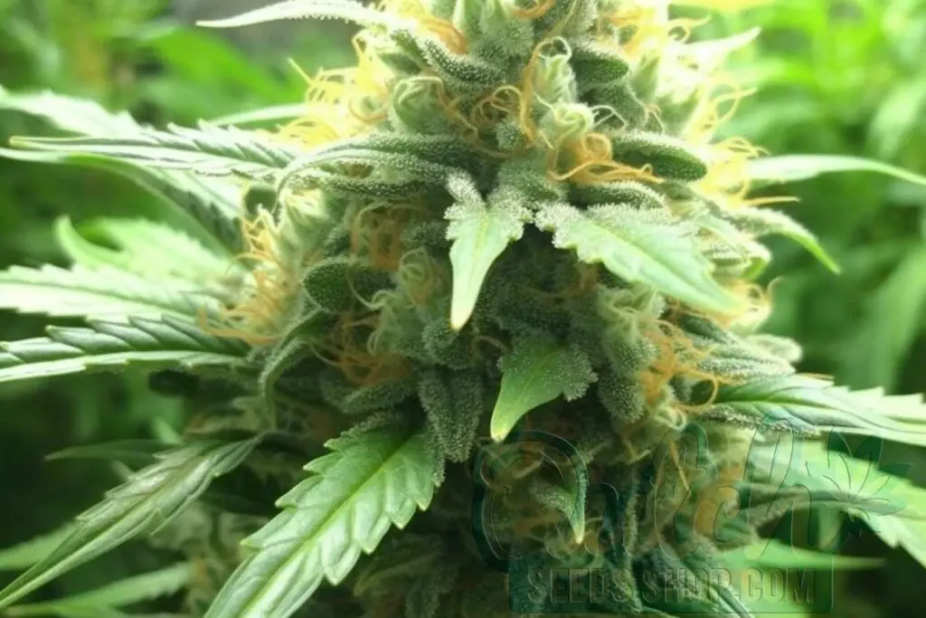 Flowering Time and Yield of Black Jack Seeds