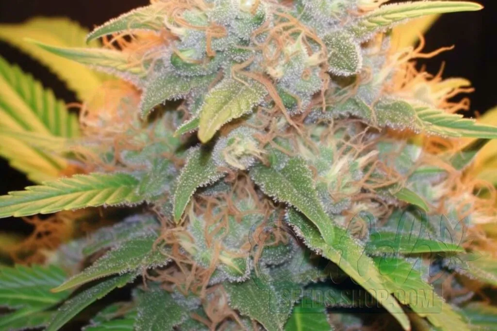 Flowering Time and Yield of Bubblelicious Seeds