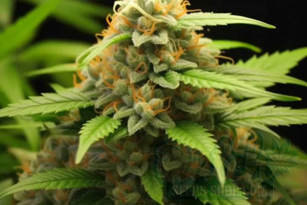 Flowering Time and Yield of California Orange Bud Seeds