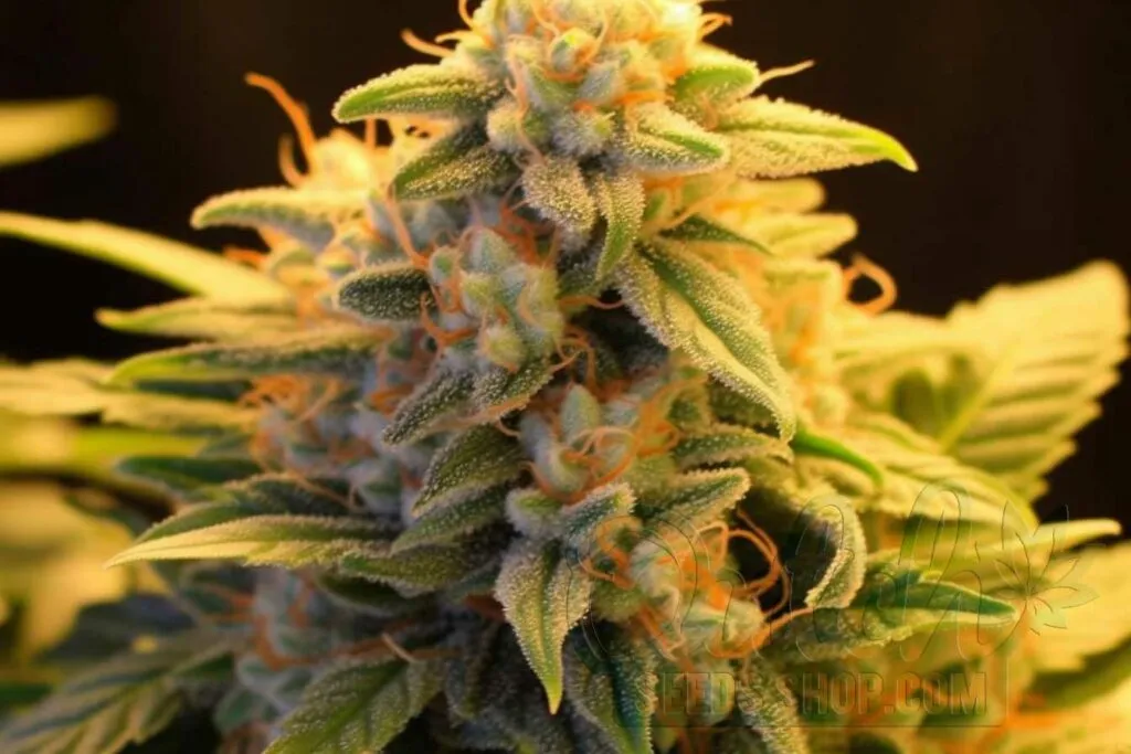Flowering Time and Yield of Cheese Seeds