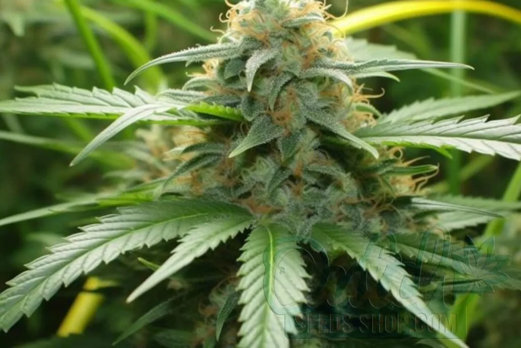 Flowering Time and Yield of Chocolate Thai Seeds