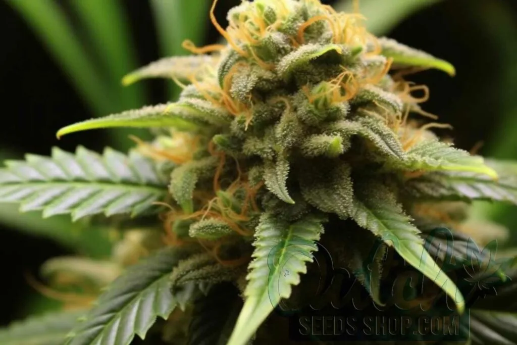 Flowering Time and Yield of Citral Seeds