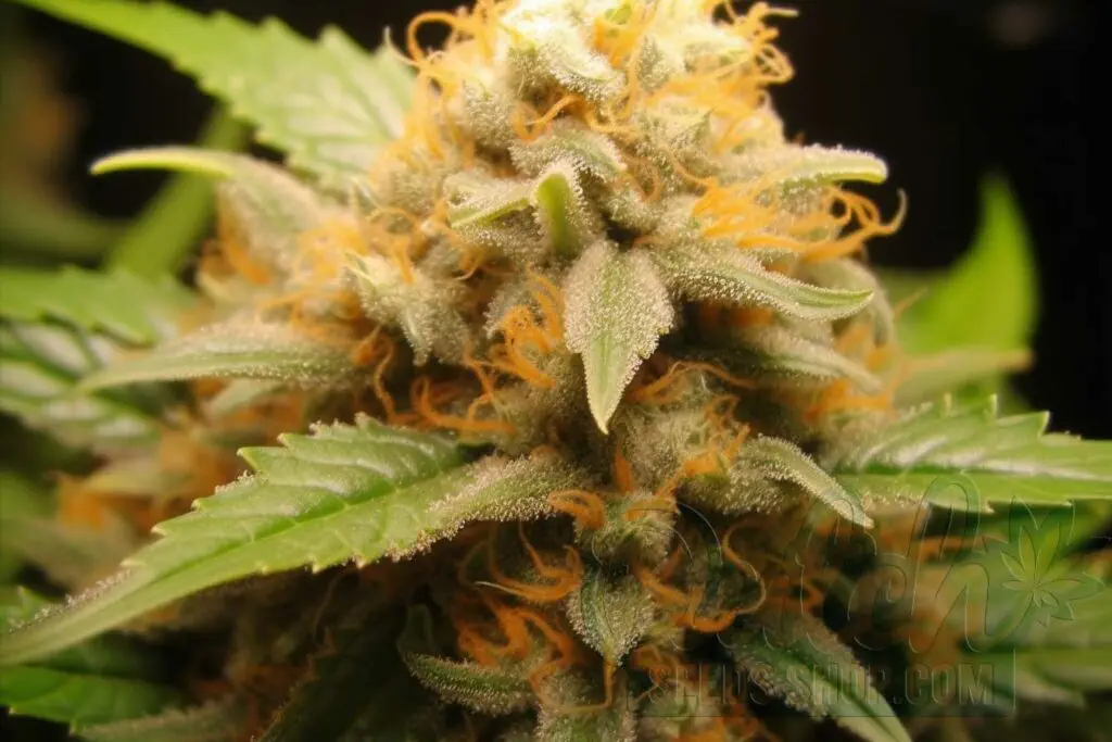 Flowering Time and Yield of Cookies Kush Seeds
