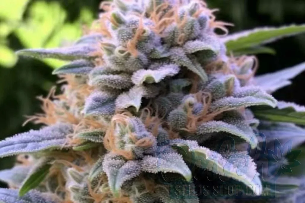 Flowering Time and Yield of Devil’s Lettuce Seeds