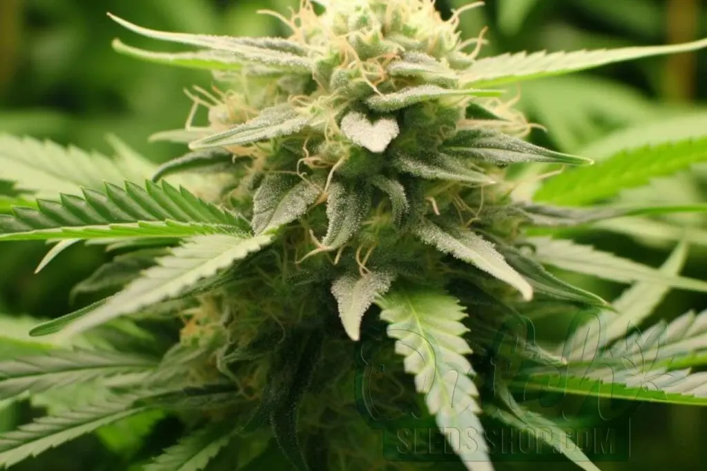 Flowering Time and Yield of Early Bud Seeds