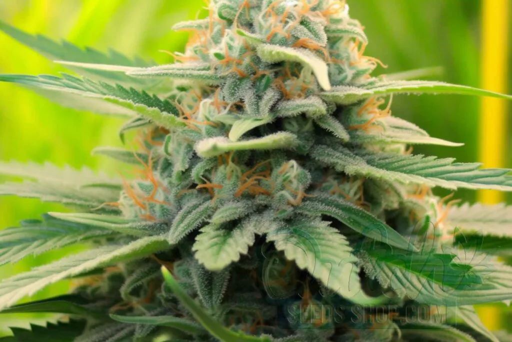 Flowering Time and Yield of Early Misty Seeds
