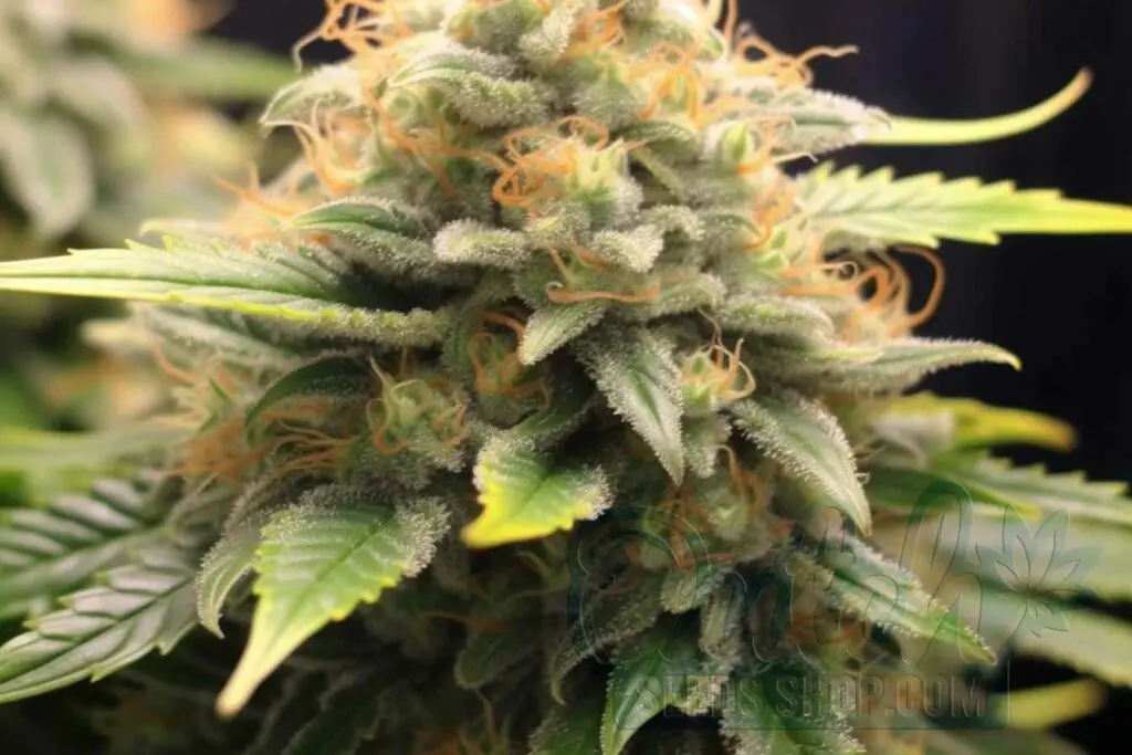 Flowering Time and Yield of Four Way Seeds