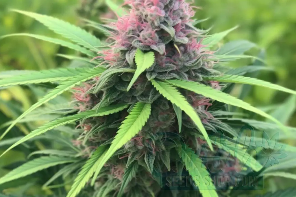 Flowering Time and Yield of Freezeland Seeds