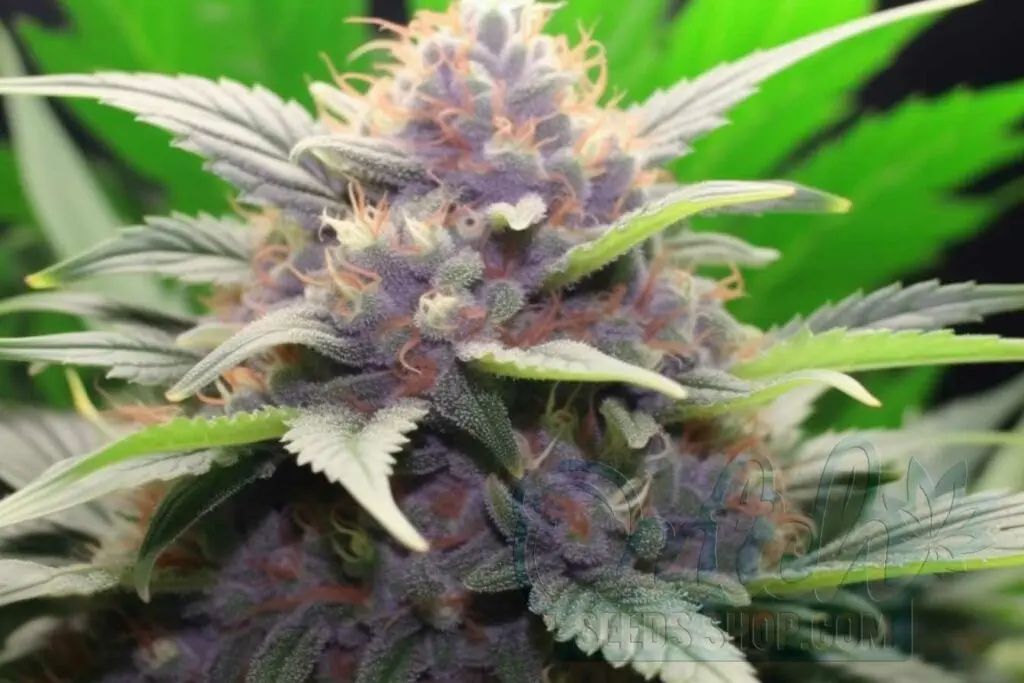 Flowering Time and Yield of Girl Scout Cookies Seeds