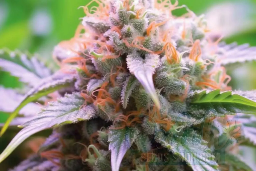 Flowering Time and Yield of Goji OG Seeds