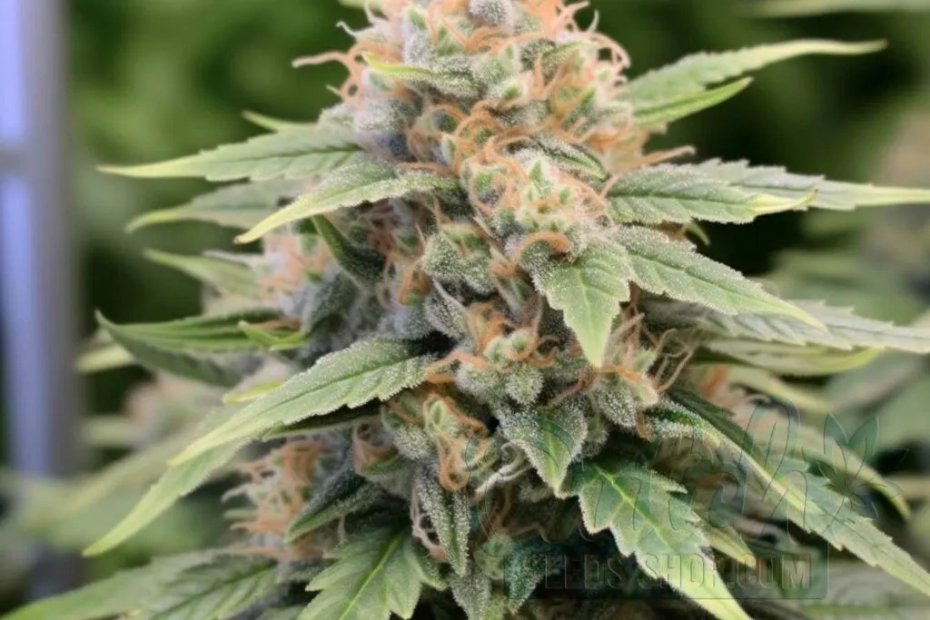 Flowering Time and Yield of Hawaiian Snow Seeds