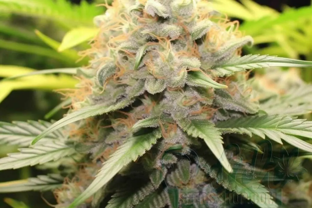 Flowering Time and Yield of Haze 19 x Skunk Seeds
