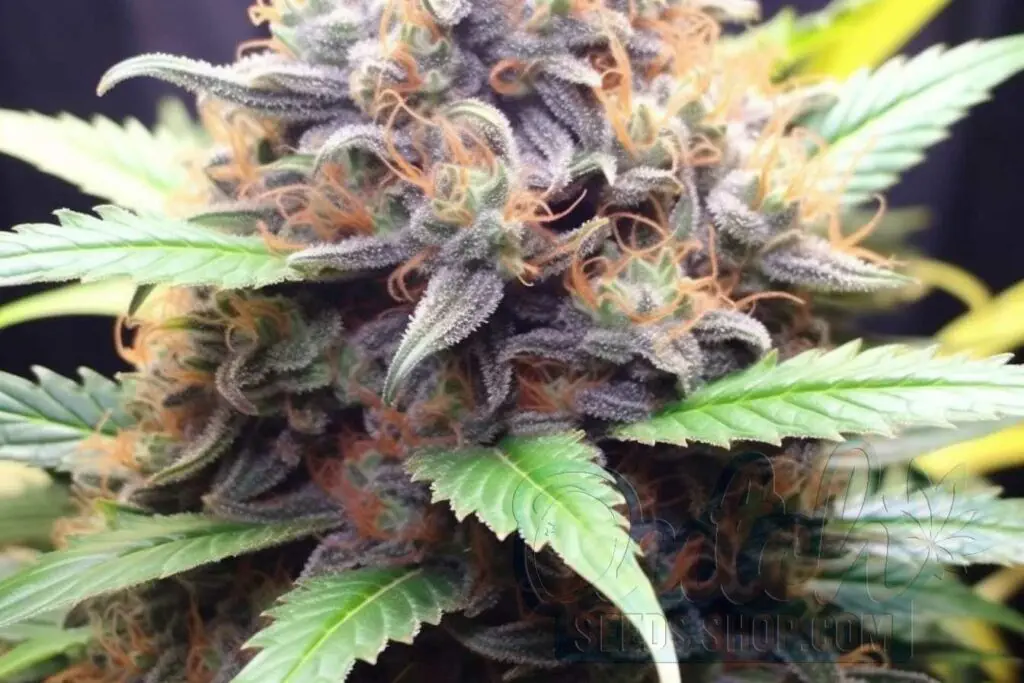 Flowering Time and Yield of Jillybean Seeds