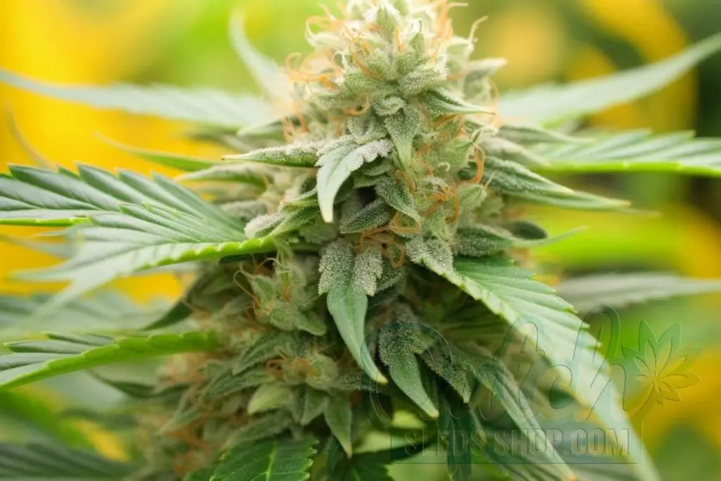 Flowering Time and Yield of K.O. Kush Seeds