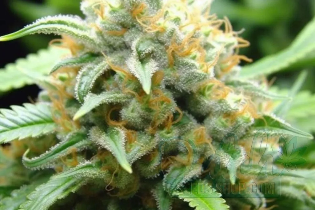 Flowering Time and Yield of MK Ultra Seeds