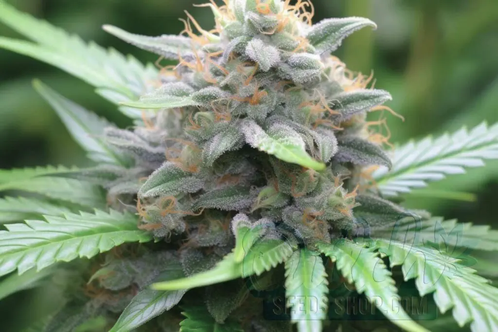 Flowering Time and Yield of Master Kush Seeds