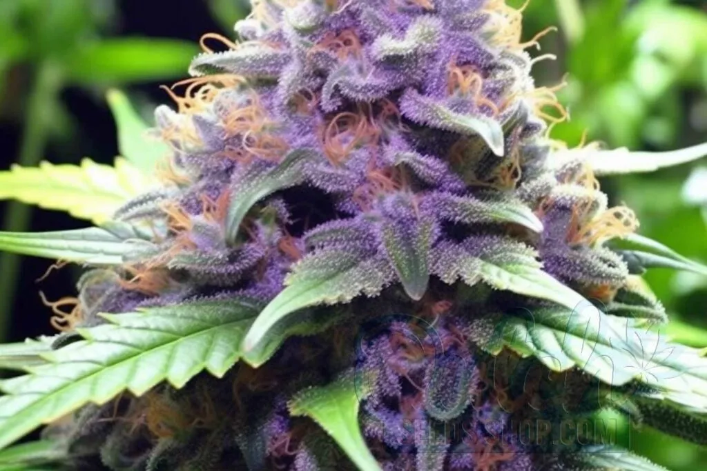 Flowering Time and Yield of Mazar x Blueberry Seeds