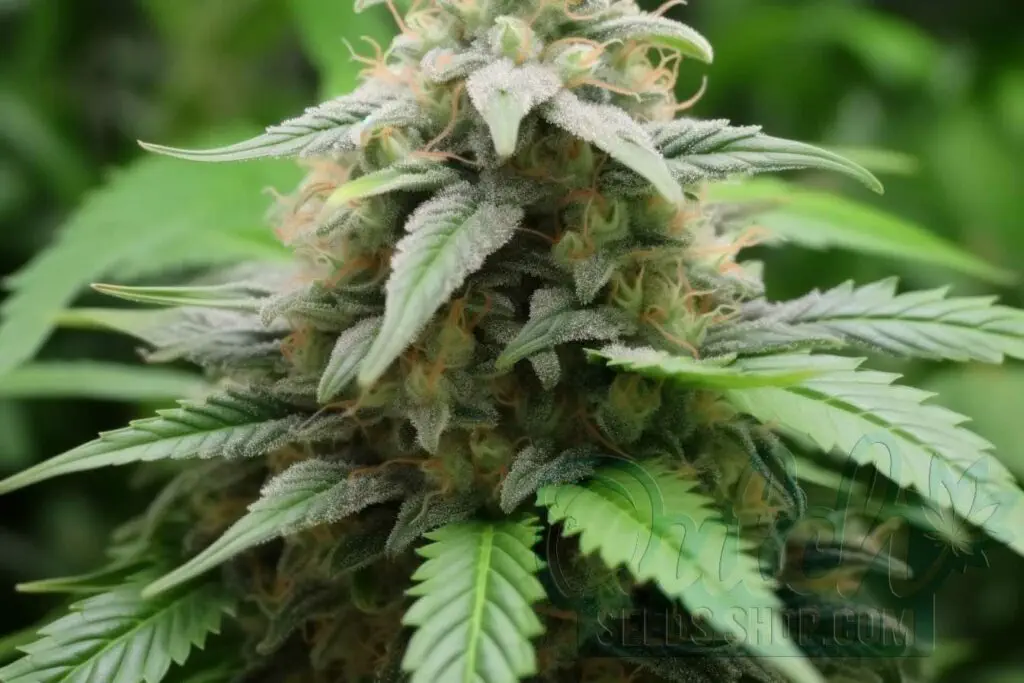 Flowering Time and Yield of Monster Seeds
