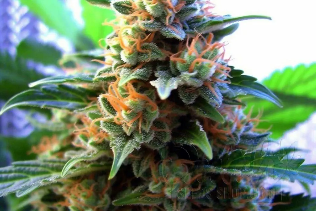 Flowering Time and Yield of NYC Diesel Seeds