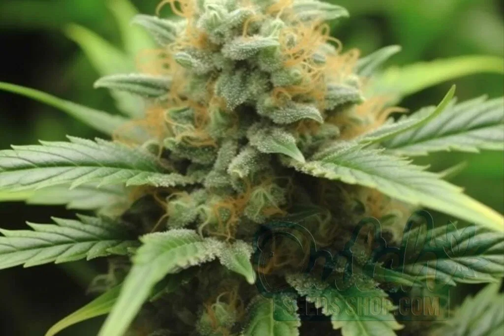 Flowering Time and Yield of New York Power Diesel Seeds