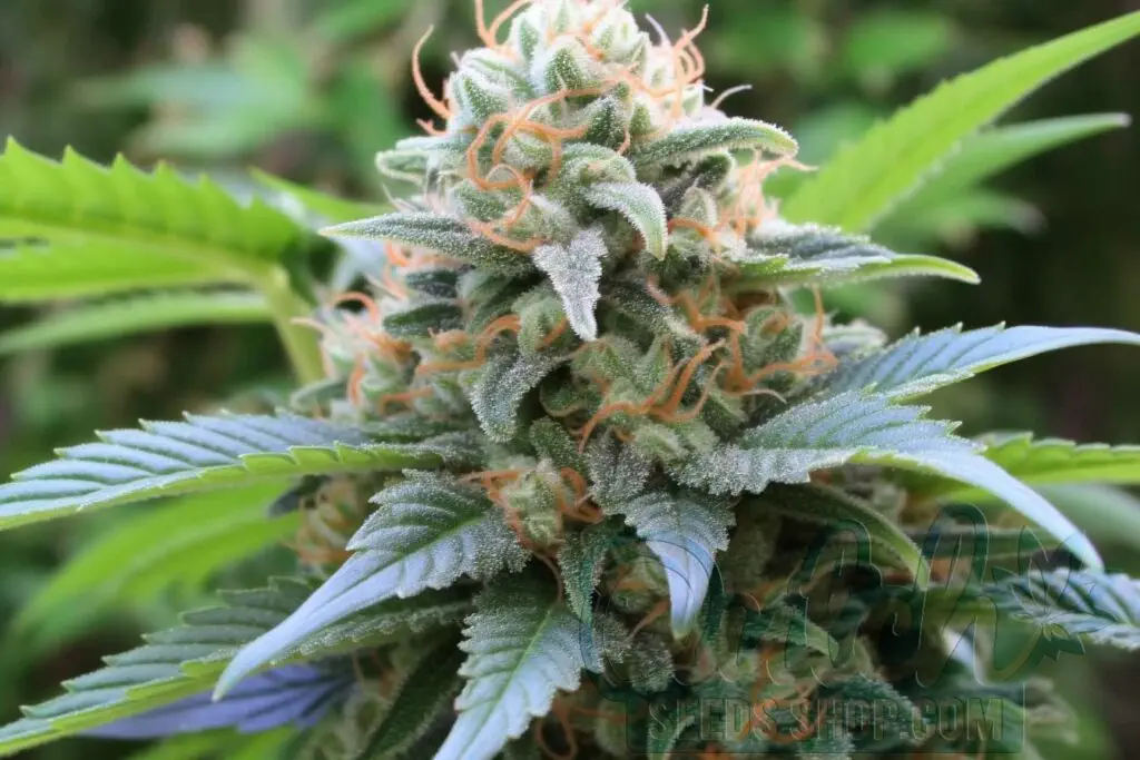 Flowering Time and Yield of Northstar Seeds