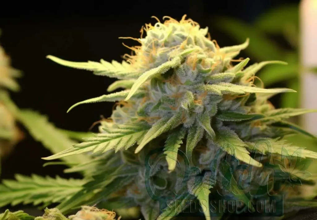Flowering Time and Yield of Pineapple Express Strain Seeds