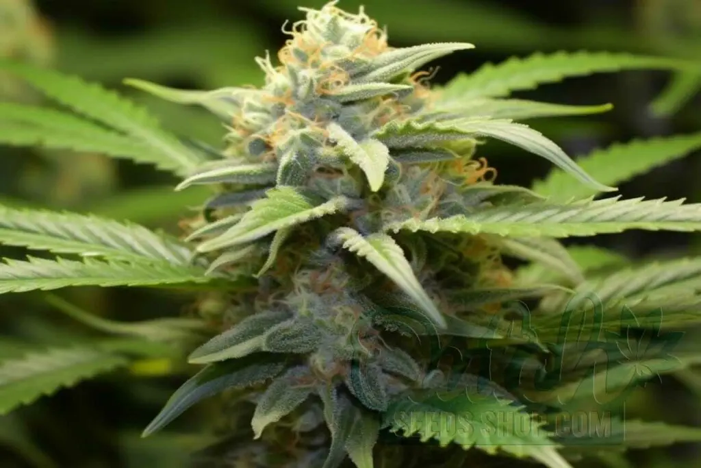 Flowering Time and Yield of Psychosis Seeds