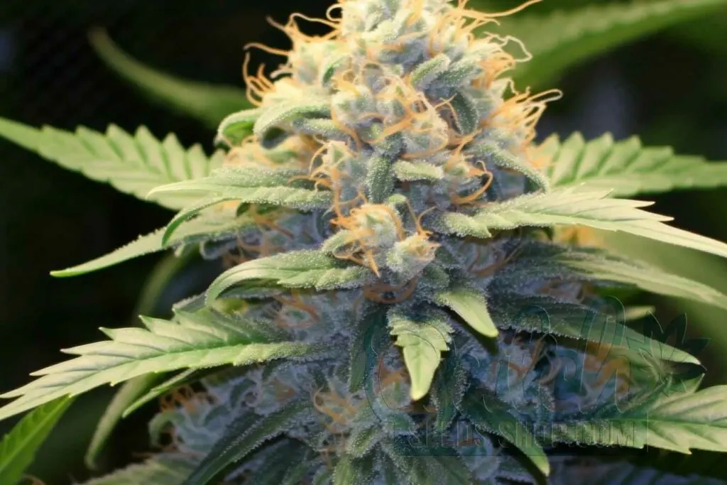 Flowering Time and Yield of Pure Power Plant Seeds