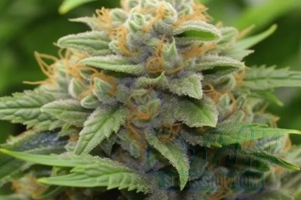 Flowering Time and Yield of Quantum Kush Seeds