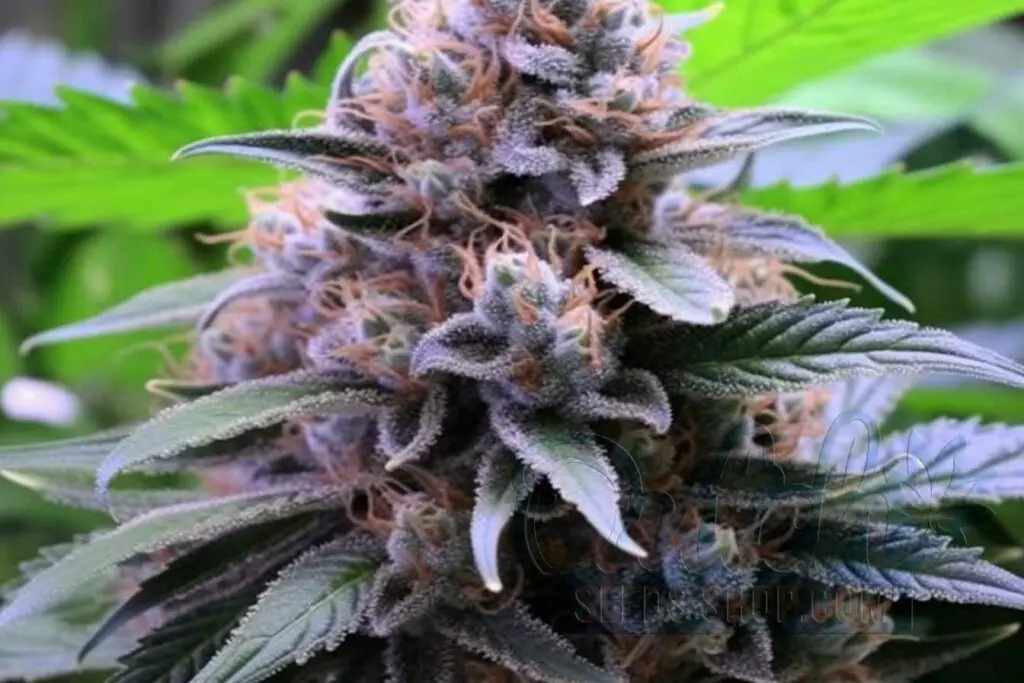 Flowering Time and Yield of Runtz Seeds