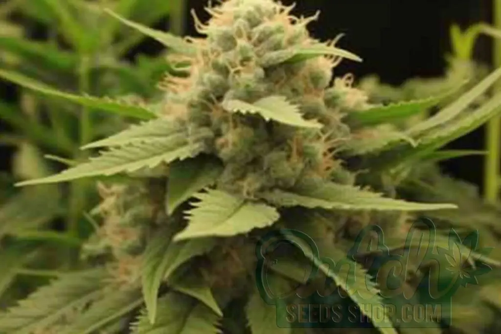 Flowering Time and Yield of Snow White Seeds