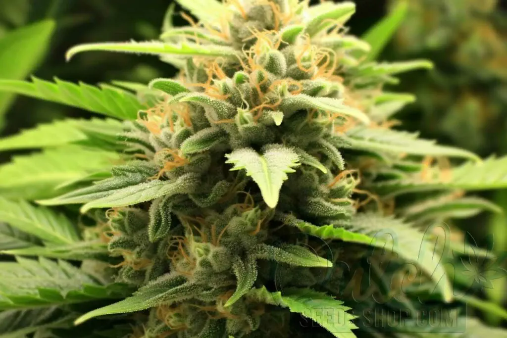 Flowering Time and Yield of Stardawg Seeds