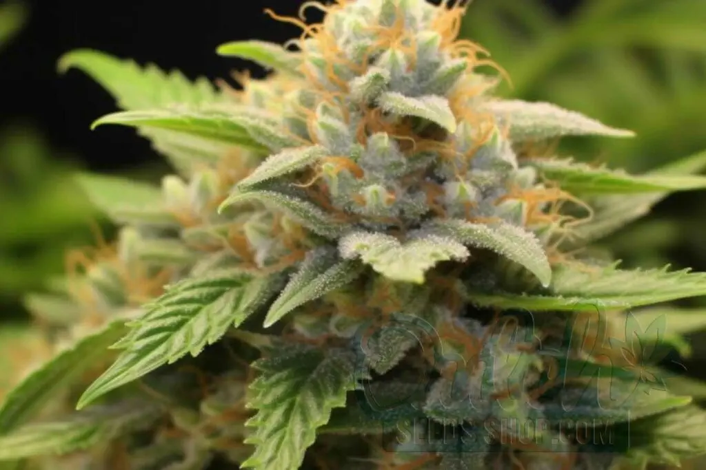 Flowering Time and Yield of Strawberry Cough Seeds