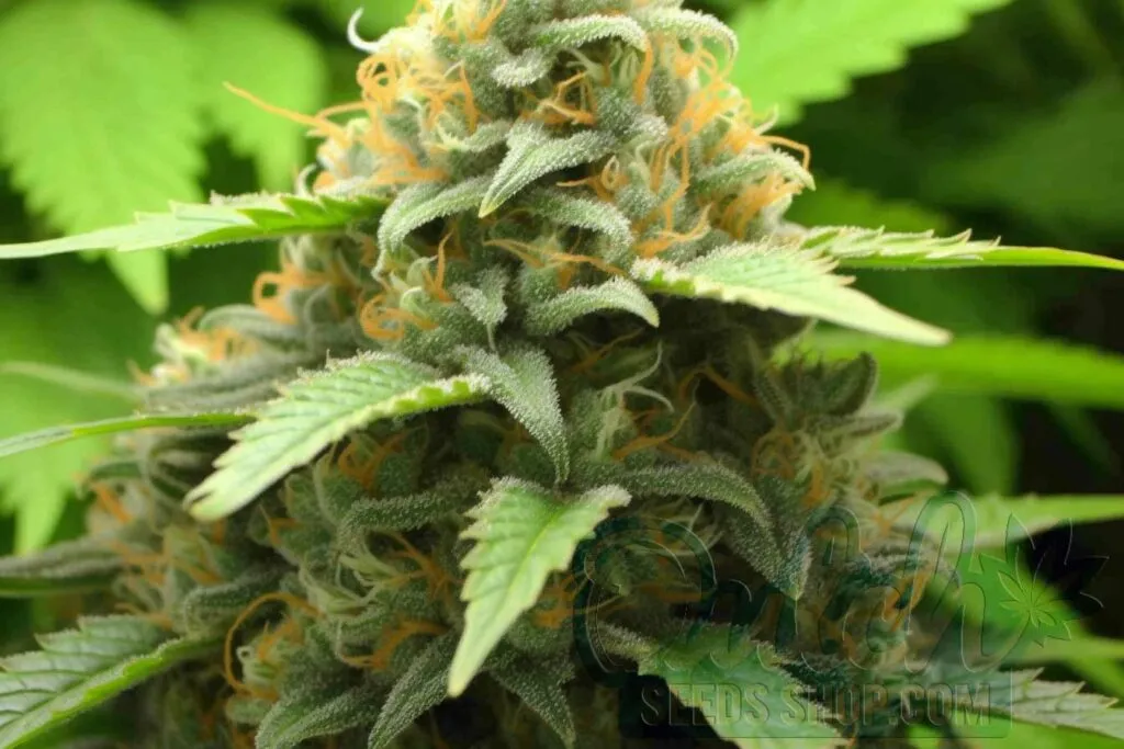 Flowering Time and Yield of Super Skunk Seeds