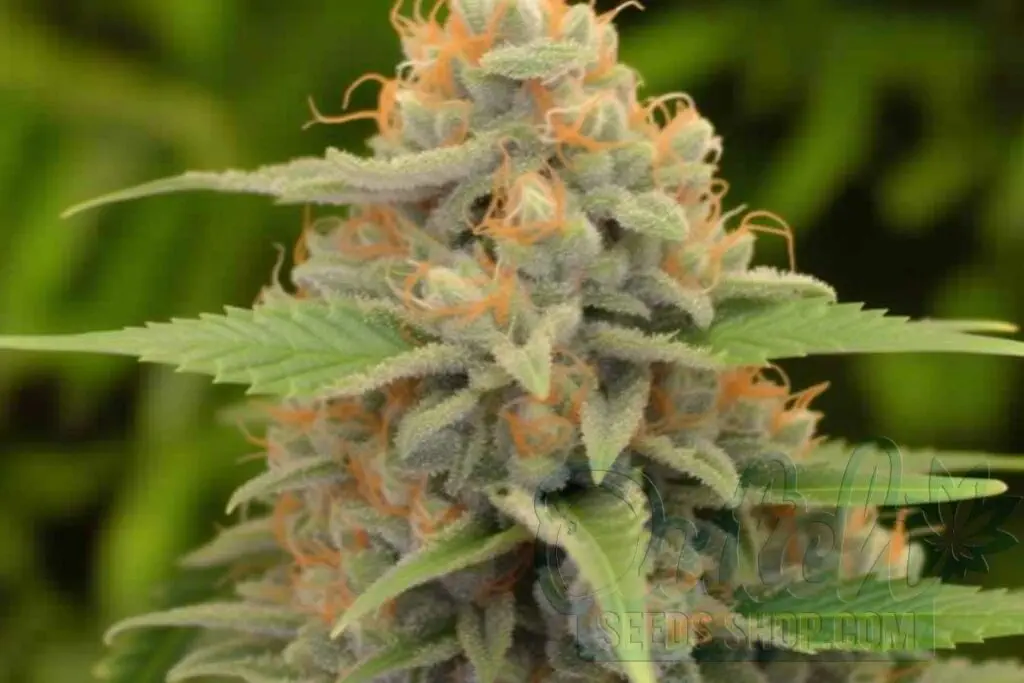 Flowering Time and Yield of THC Bomb Seeds