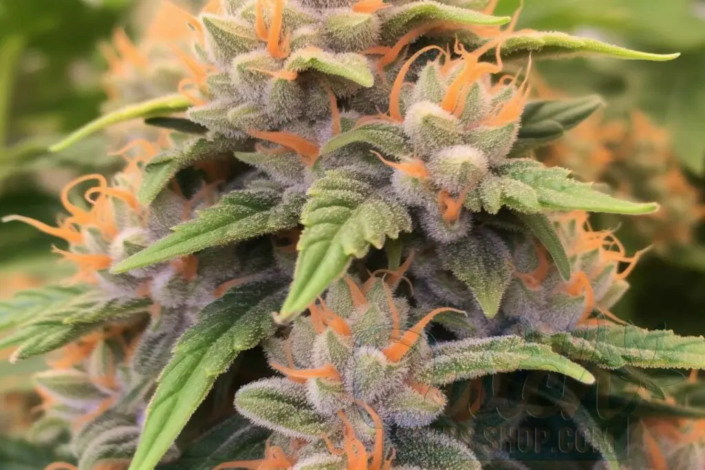 Flowering Time and Yield of Tangerine Haze Seeds