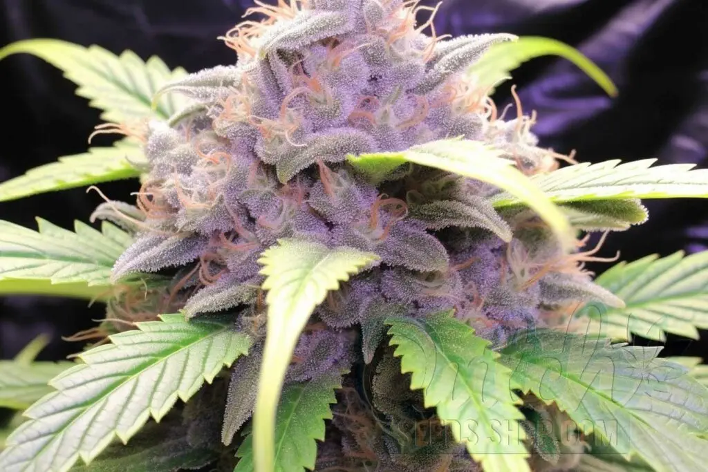 Flowering Time and Yield of Ultra Violet OG Seeds