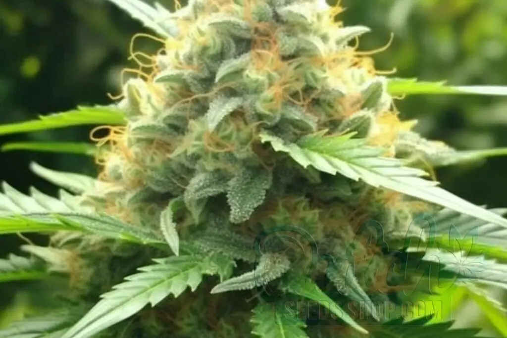 Flowering Time and Yield of Waikiki Queen Seeds