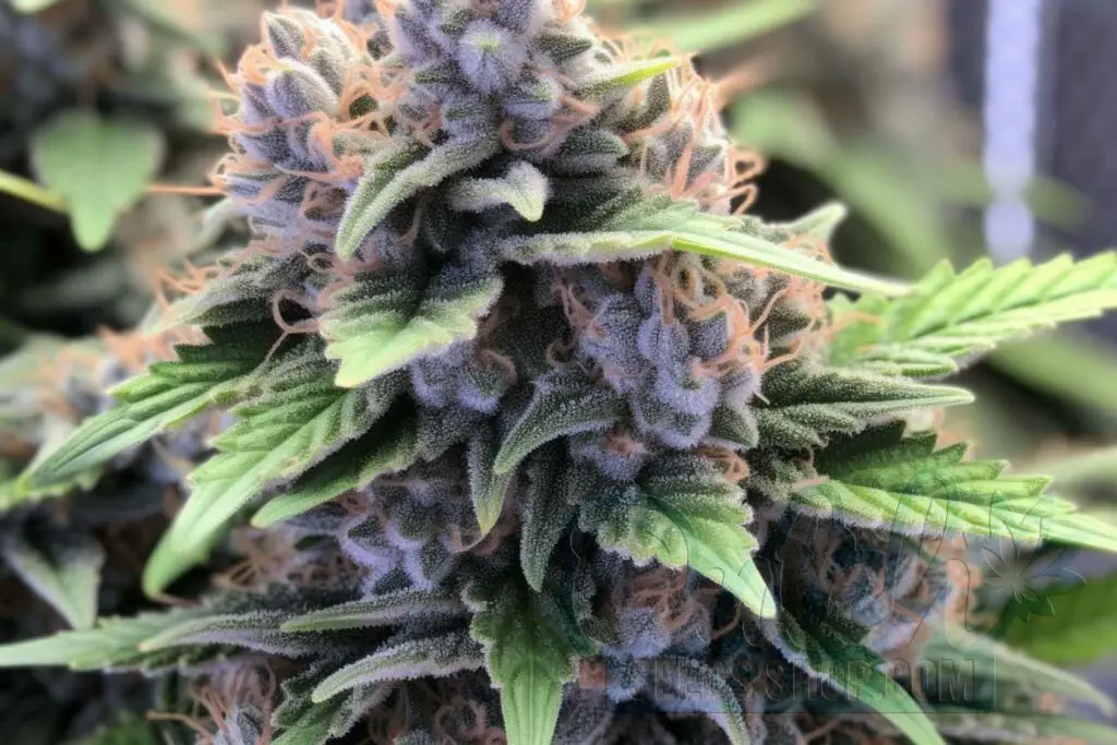 Flowering Time and Yield of White Cookies Seeds