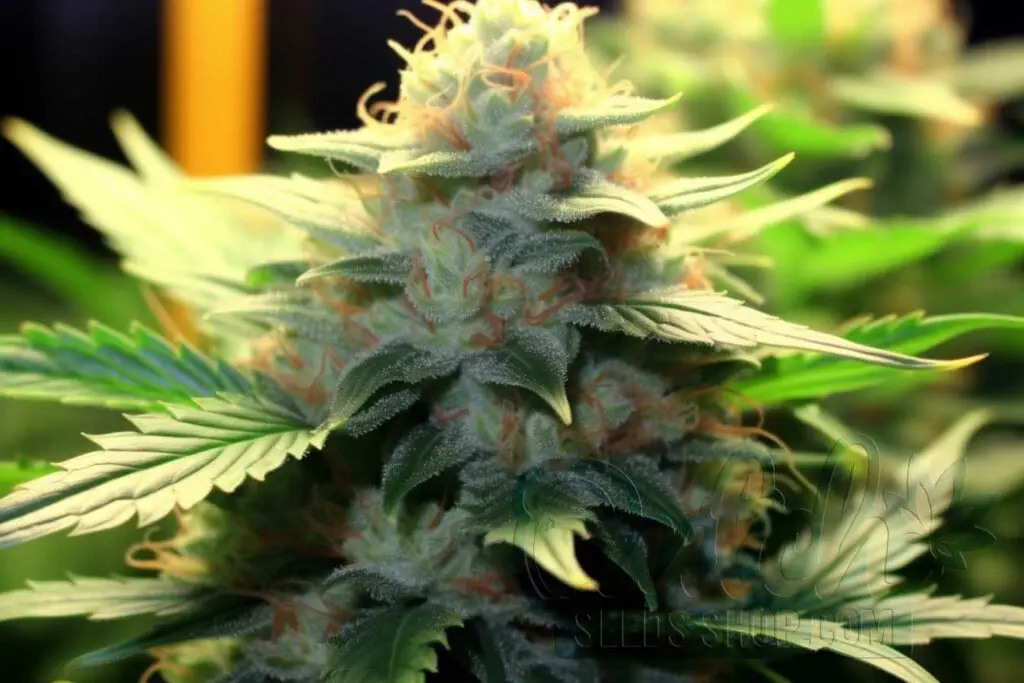 Flowering Time and Yield of White Queen Seeds