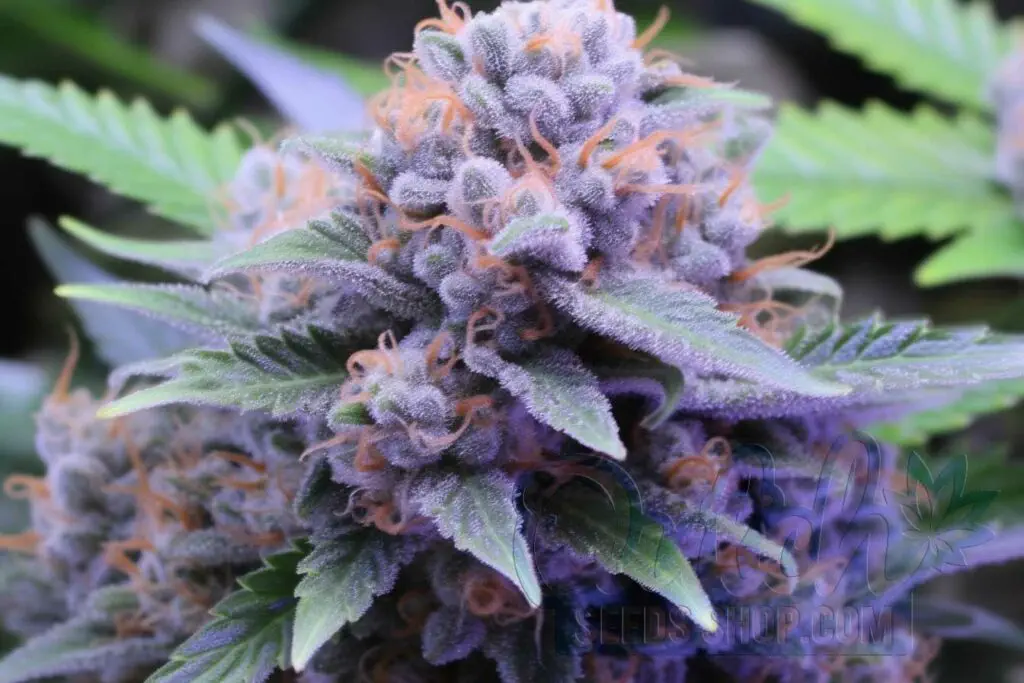 Growing Guide