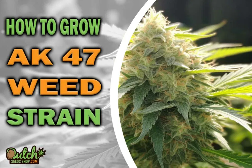 How to Grow AK 47 Strain