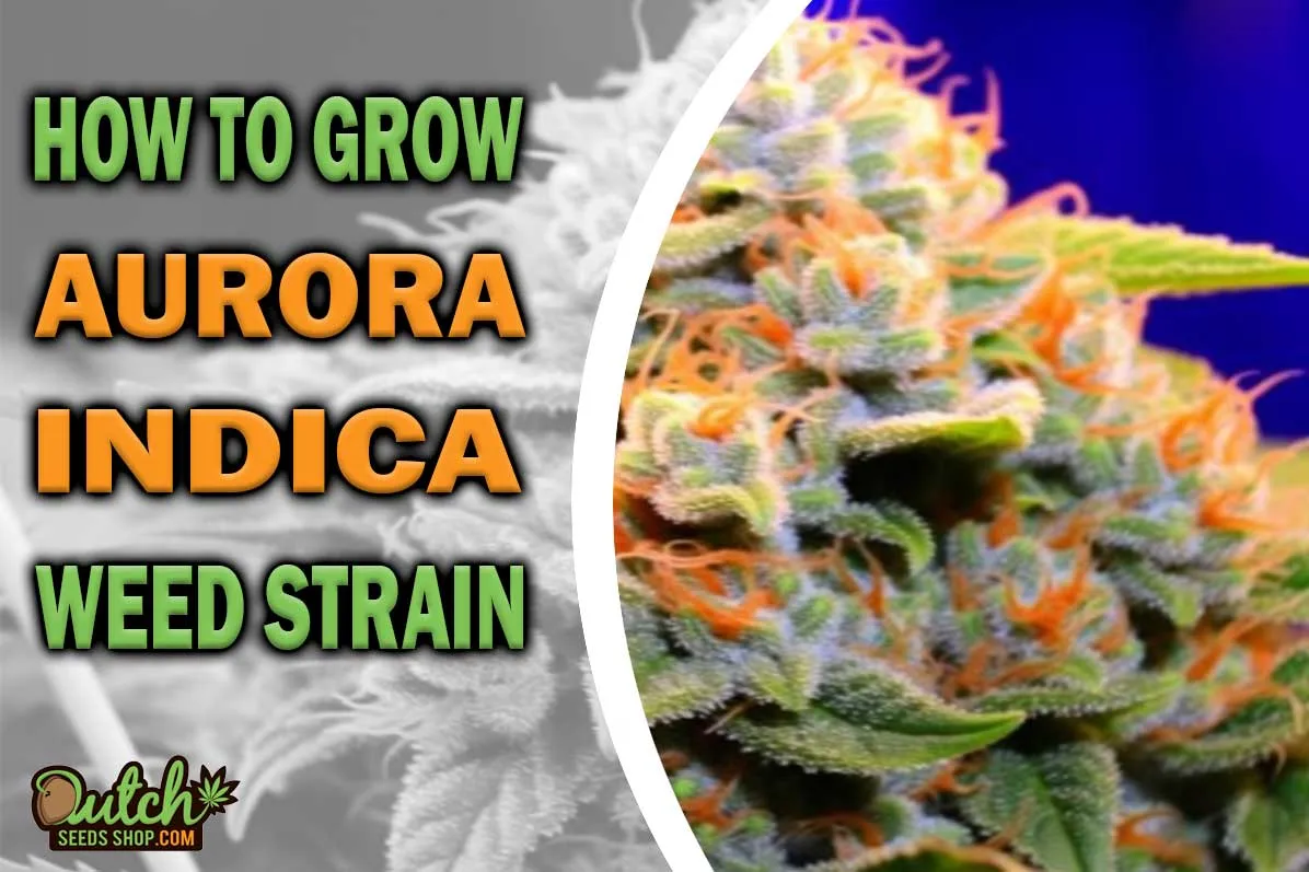 How to Grow Aurora Indica Strain