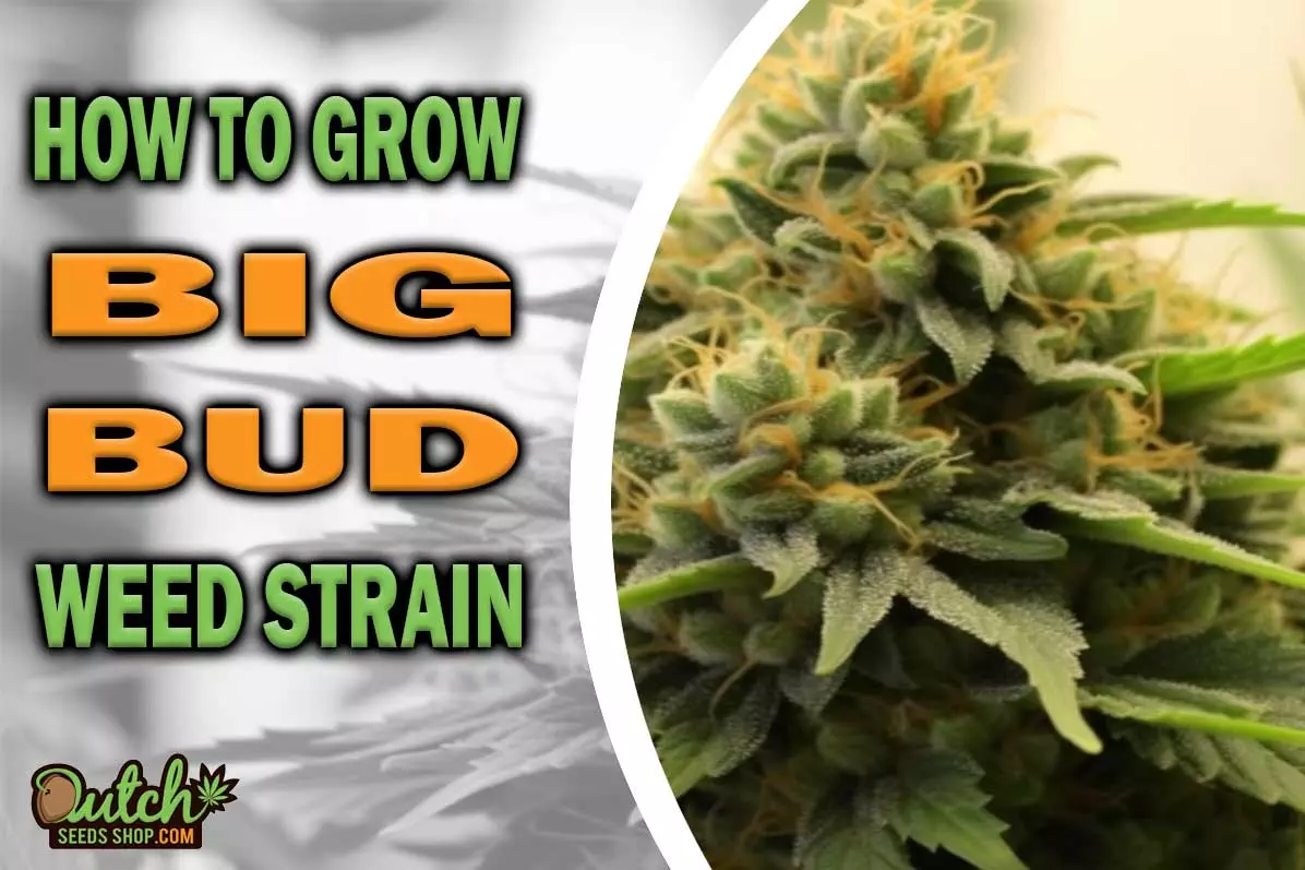 How to Grow Big Bud Strain