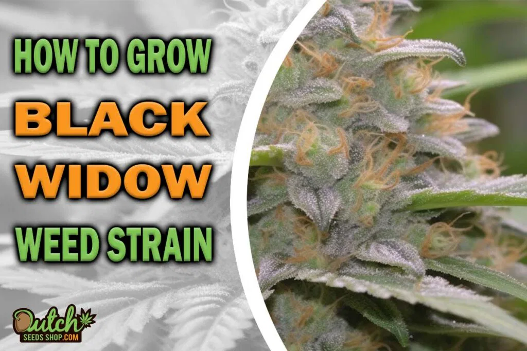 How to Grow Black Widow Strain
